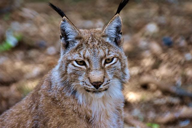 Lynx vs XTB: Komparace Poplatků a Provisions