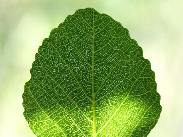 Důsledky greenwashingu